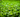 A Quick Guide to Ceylon Tea