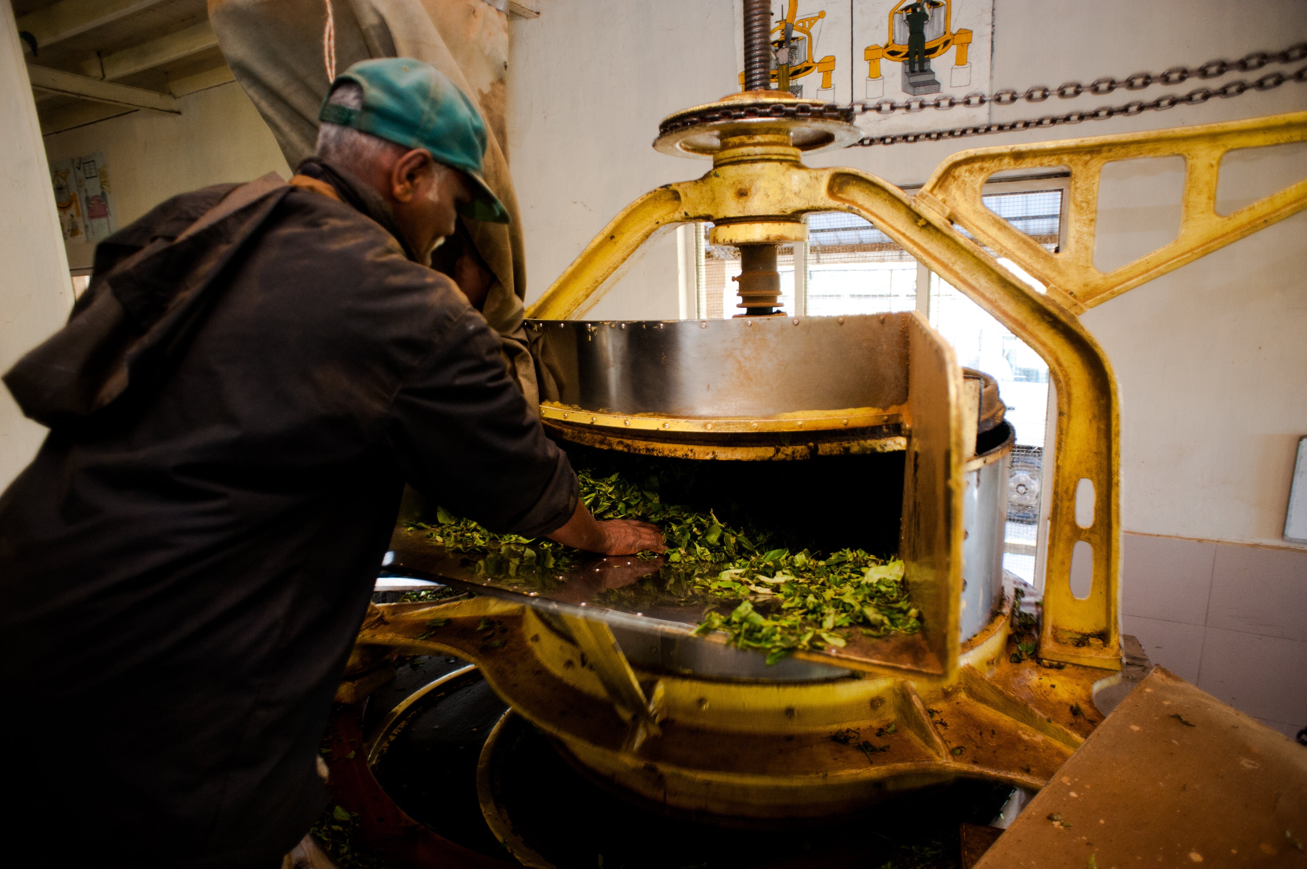 A Beginner’s Guide to the Manufacturing Process of Ceylon Tea Dilmah